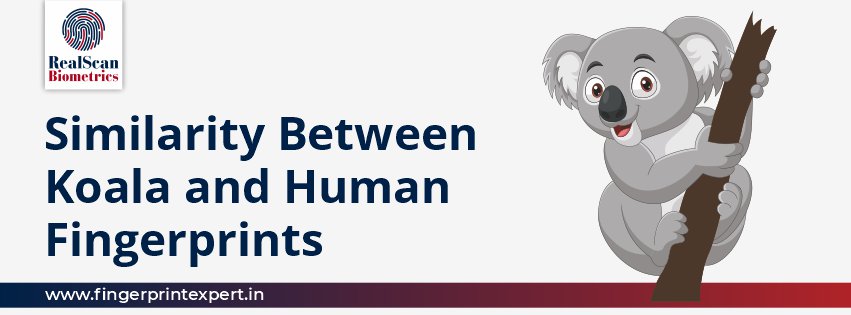 Similarity Between Koala and Human Fingerprints